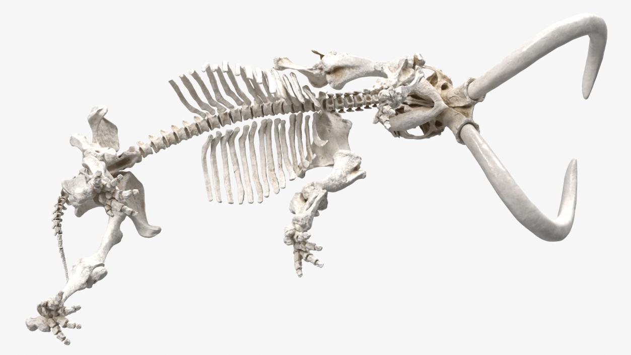 3D Mammoth Skeleton Clean Bones Walking Pose