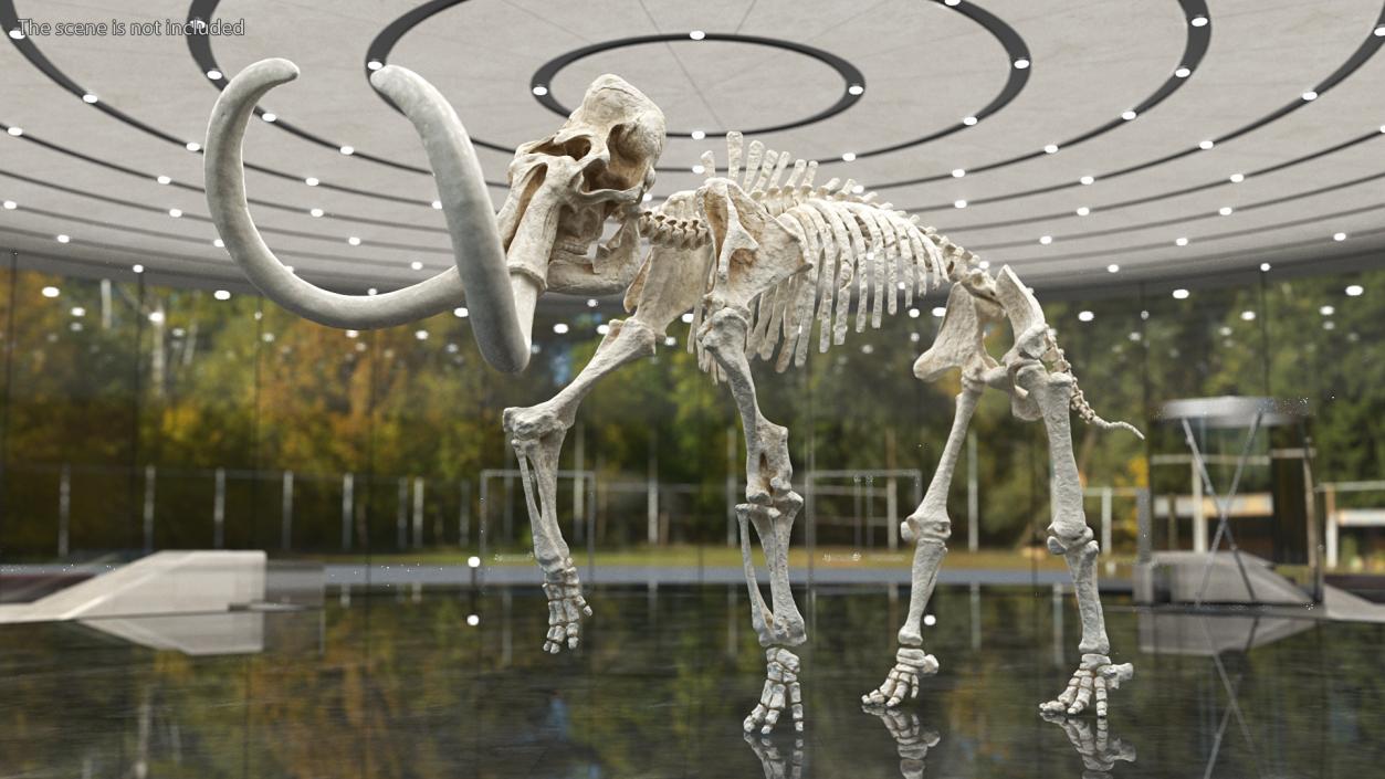 3D Mammoth Skeleton Clean Bones Walking Pose