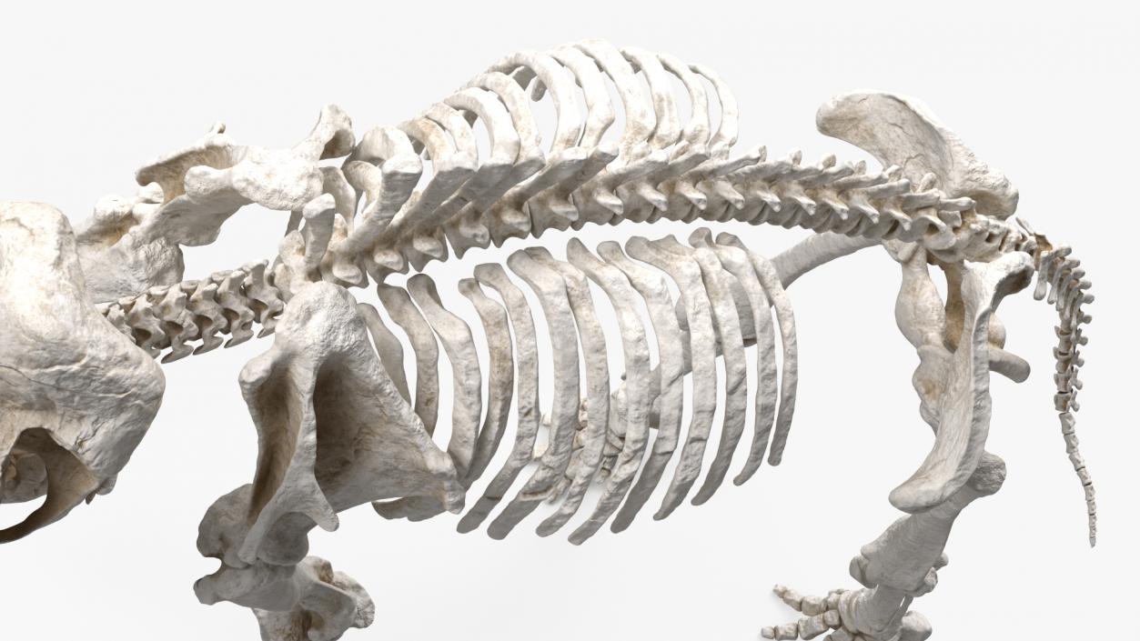 3D Mammoth Skeleton Clean Bones Walking Pose