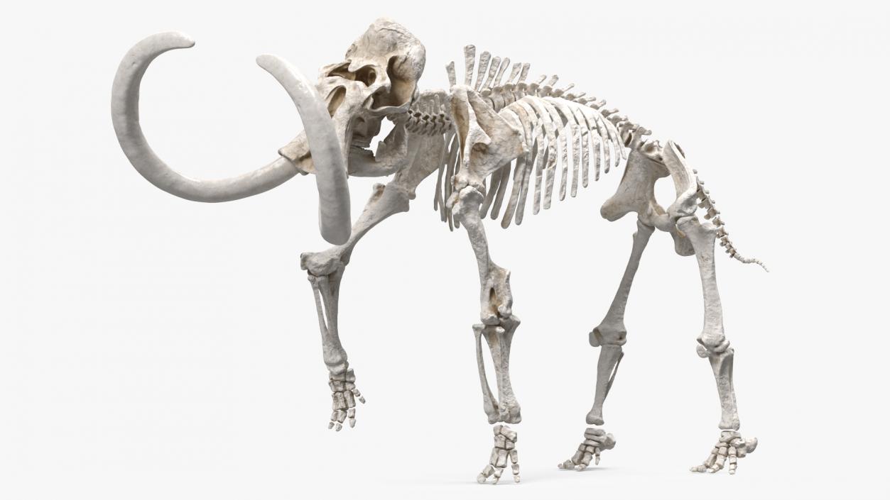 3D Mammoth Skeleton Clean Bones Walking Pose