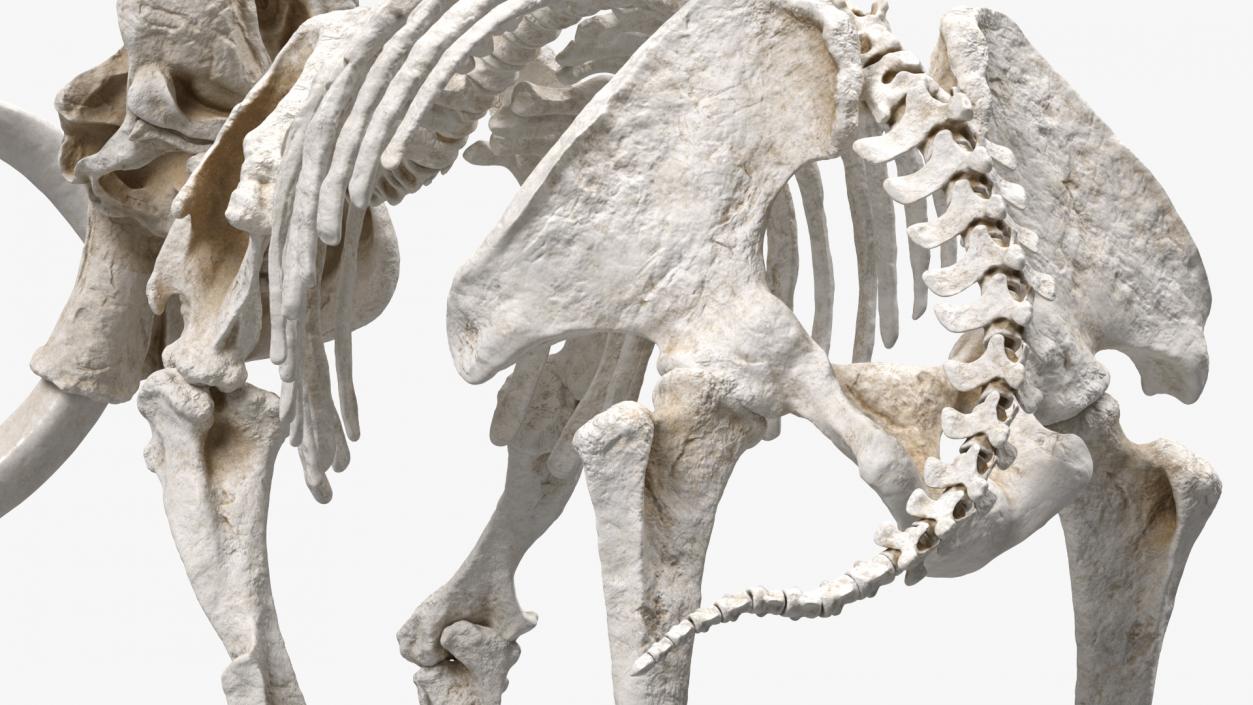 3D Mammoth Skeleton Clean Bones Walking Pose