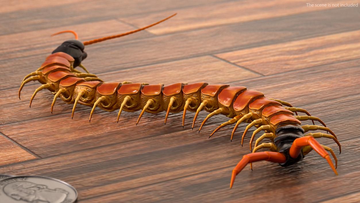 3D Scolopendra Heros Arizonensis Crawling model