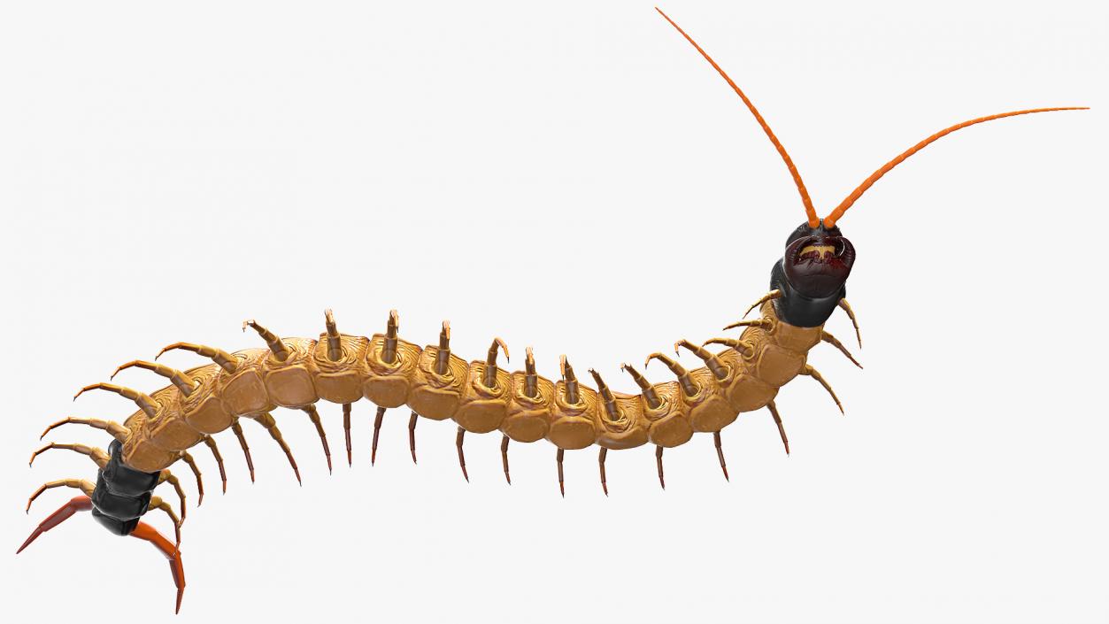 3D Scolopendra Heros Arizonensis Crawling model