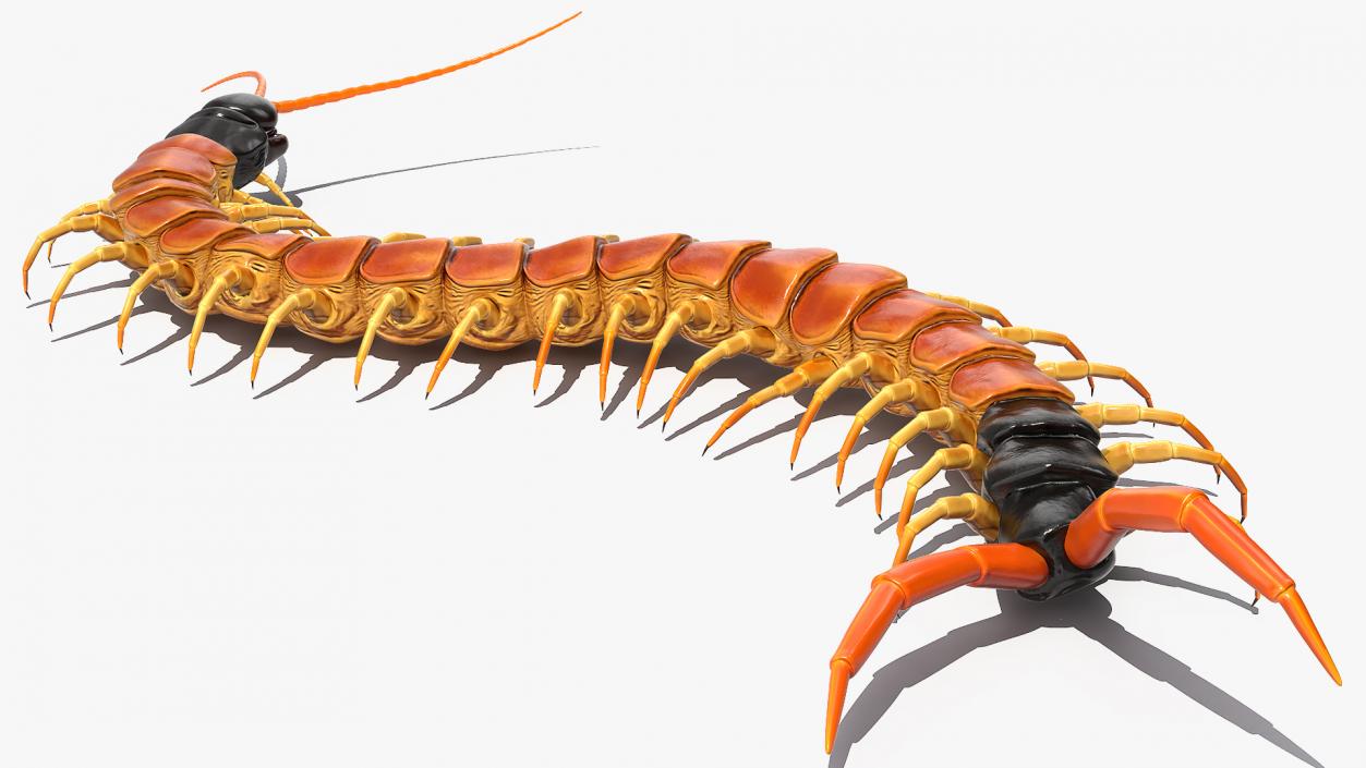 3D Scolopendra Heros Arizonensis Crawling model