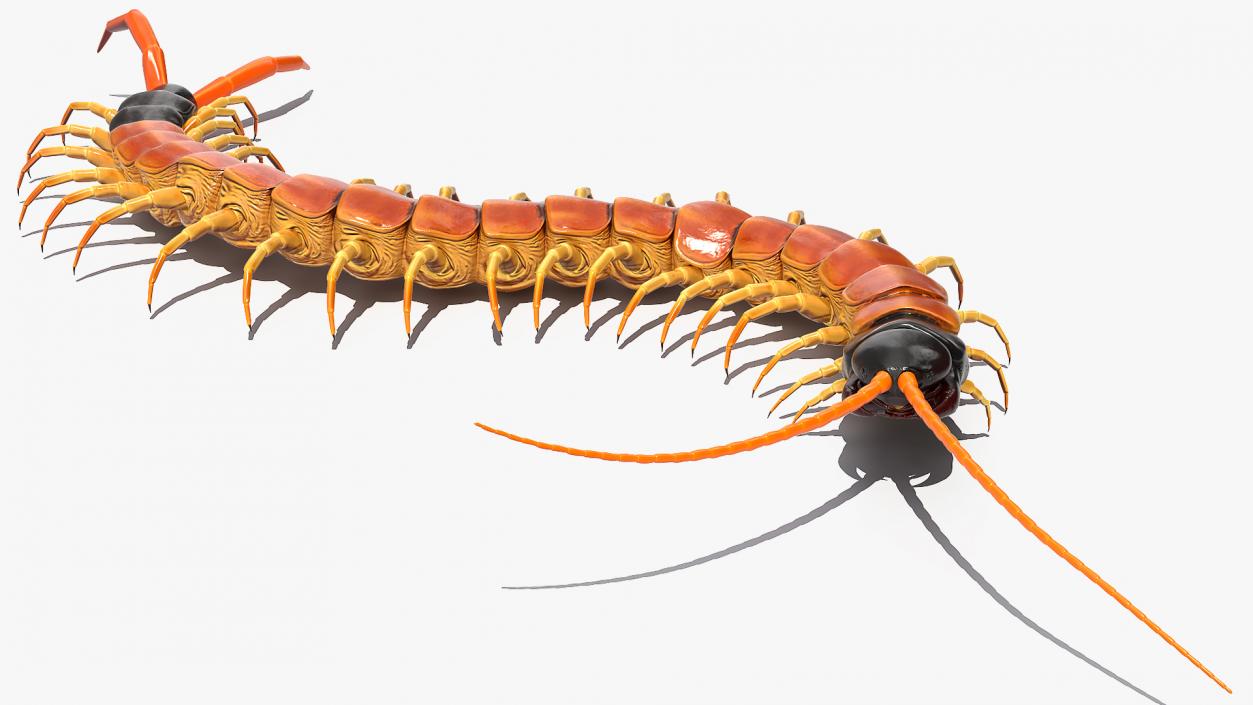 3D Scolopendra Heros Arizonensis Crawling model