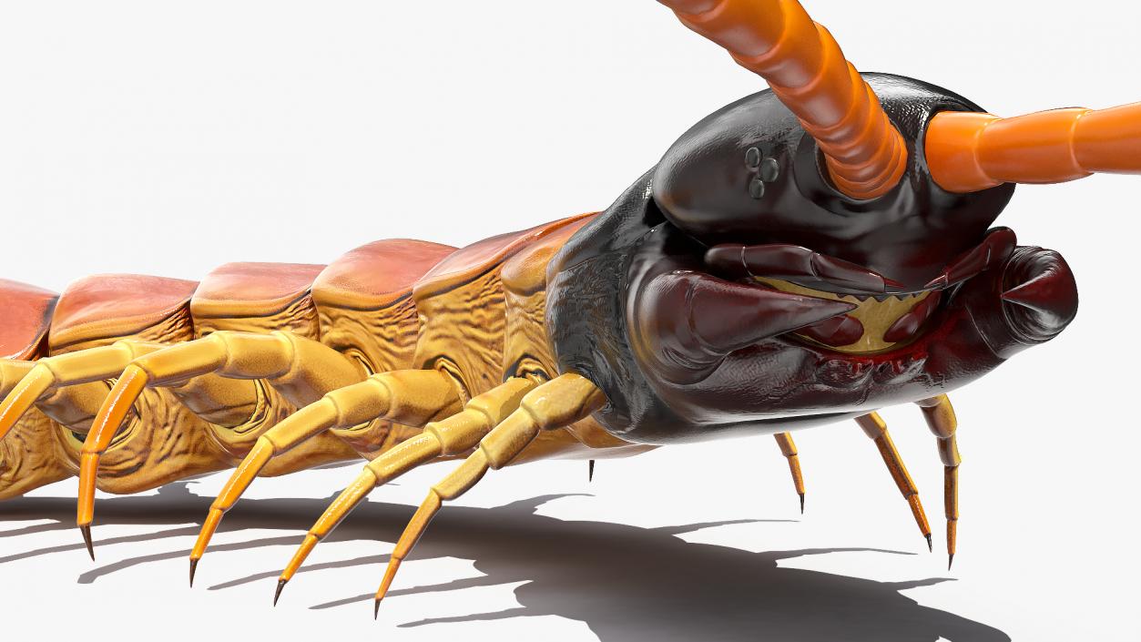 3D Scolopendra Heros Arizonensis Crawling model