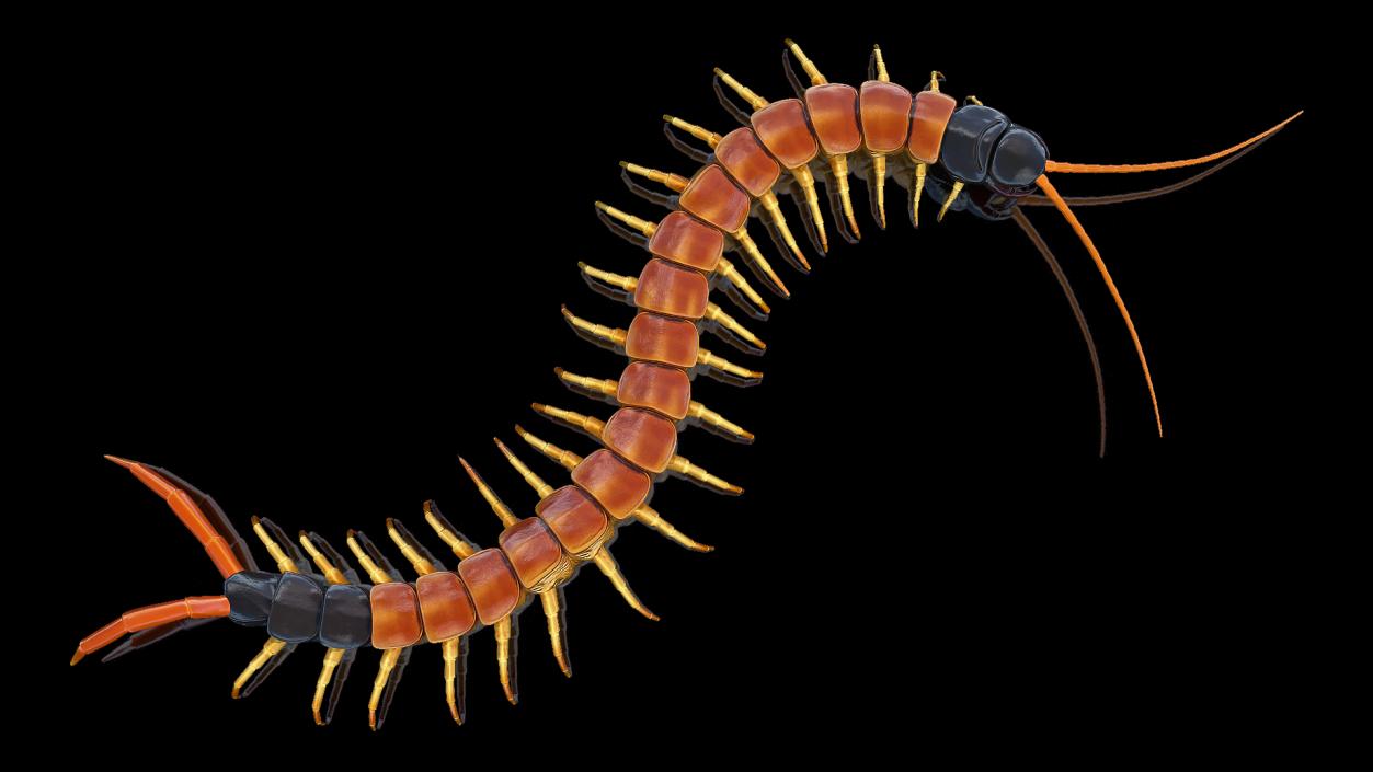 3D Scolopendra Heros Arizonensis Crawling model