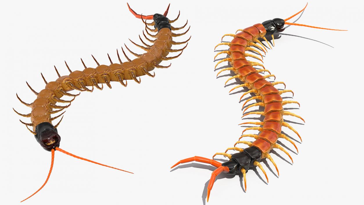 3D Scolopendra Heros Arizonensis Crawling model