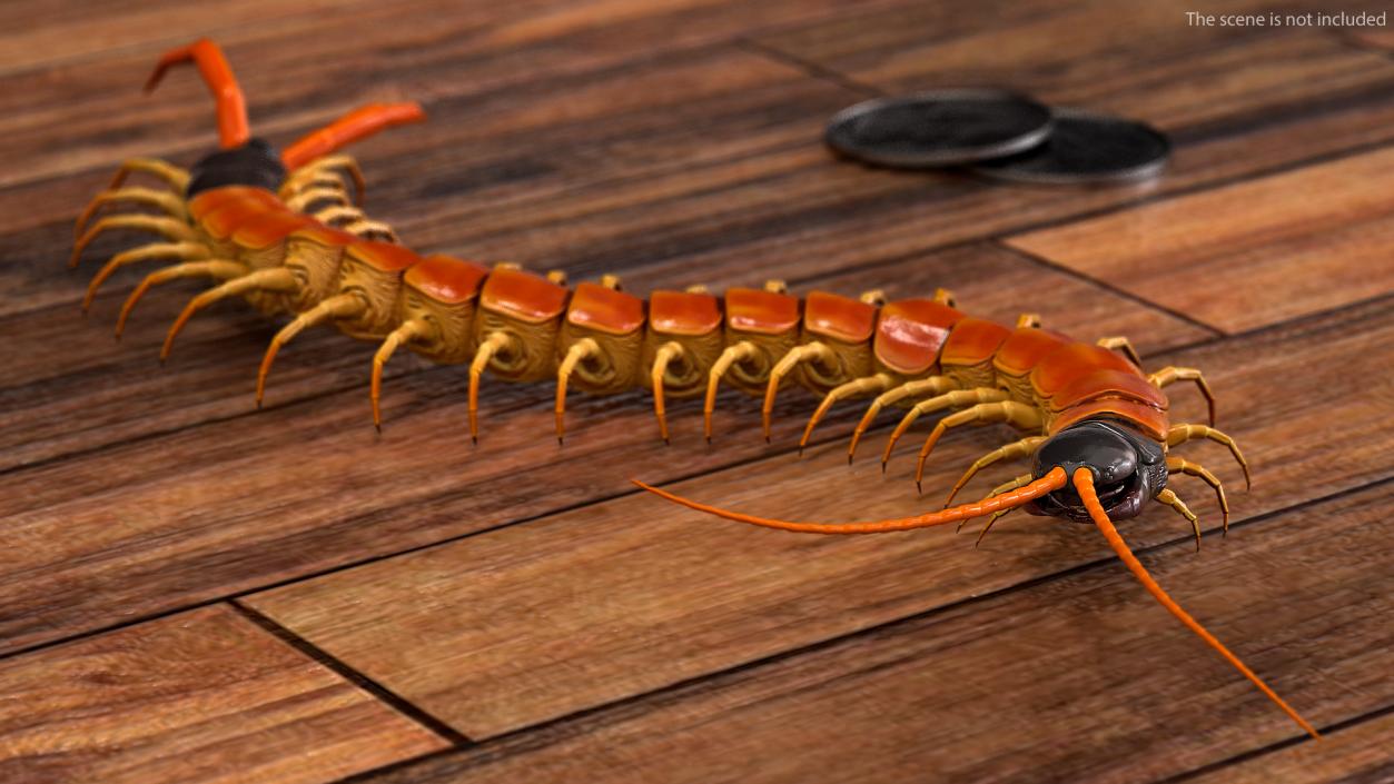 3D Scolopendra Heros Arizonensis Crawling model