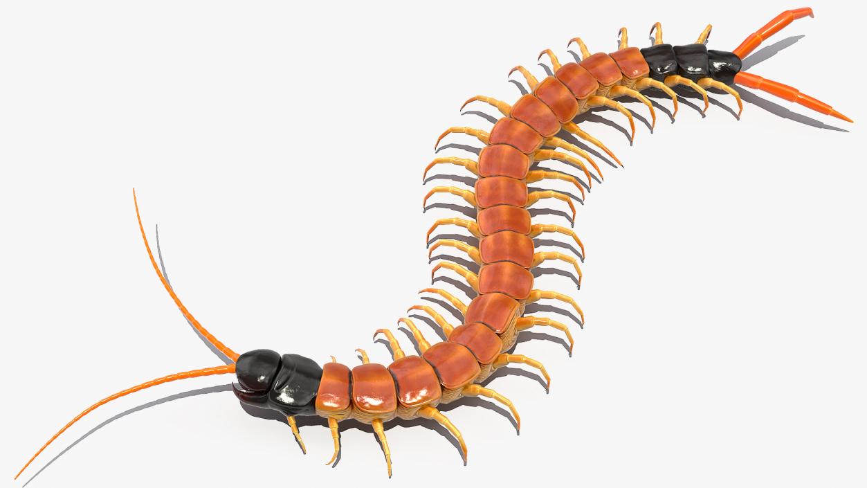 3D Scolopendra Heros Arizonensis Crawling model