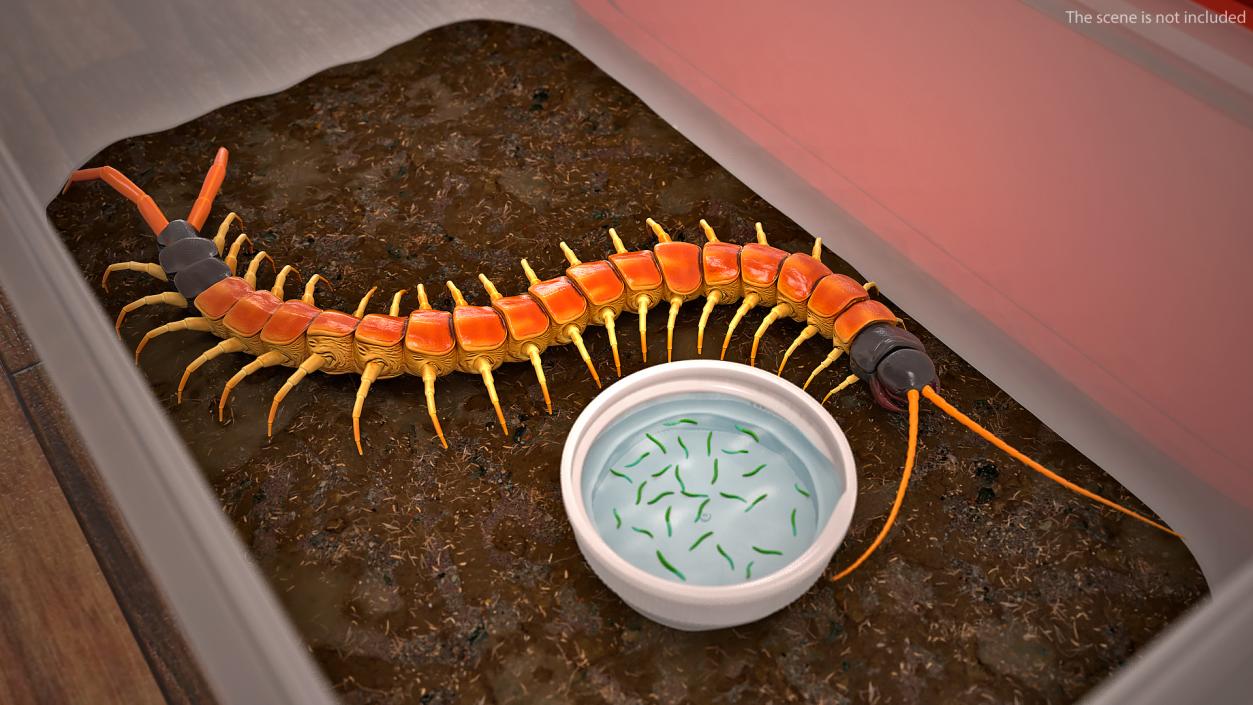 3D Scolopendra Heros Arizonensis Crawling model