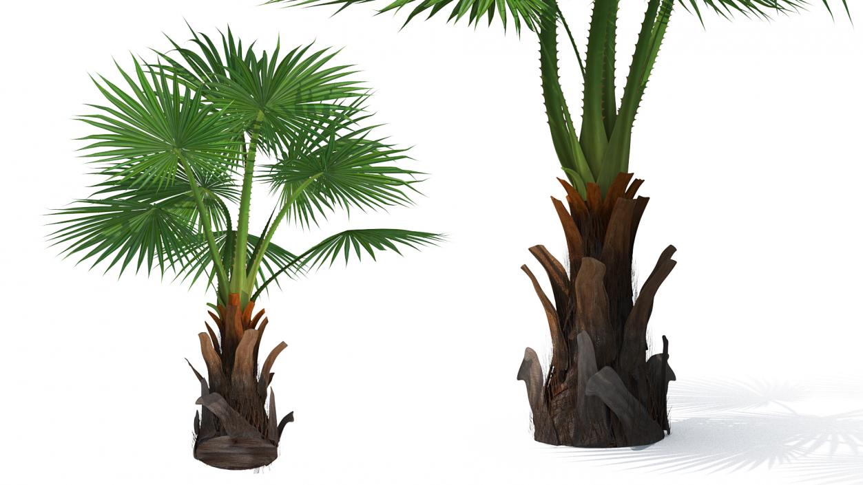 3D Mexican Fan Palm