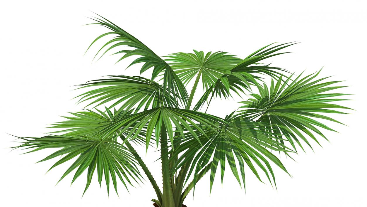 3D Mexican Fan Palm