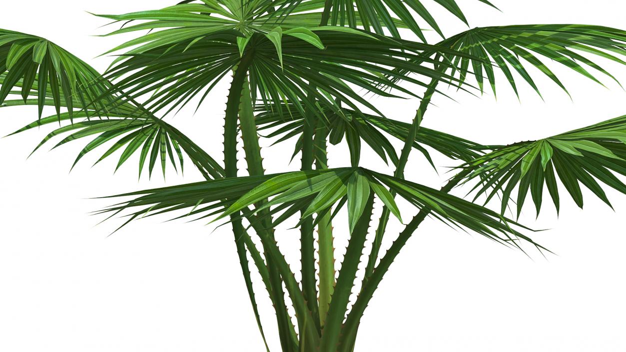 3D Mexican Fan Palm