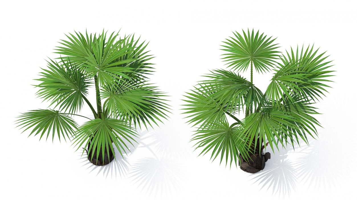 3D Mexican Fan Palm