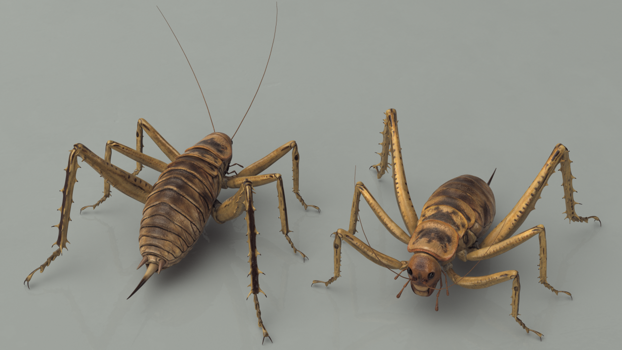 Giant Weta Rigged 3D