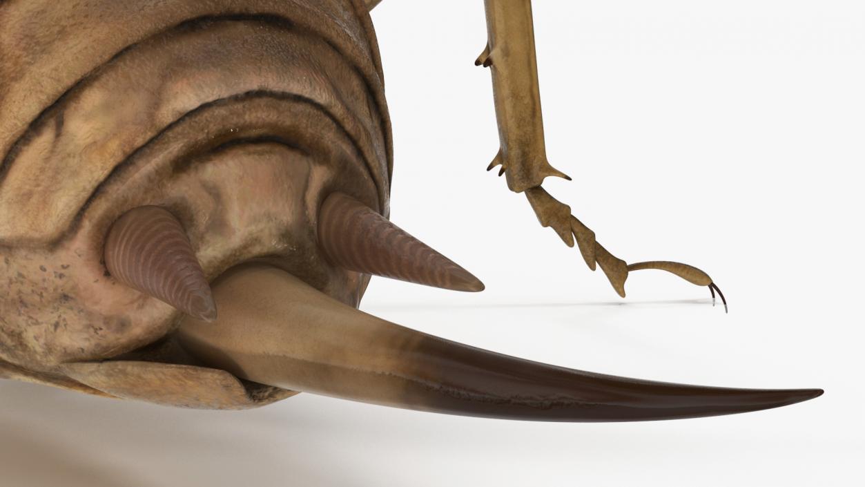 Giant Weta Rigged 3D