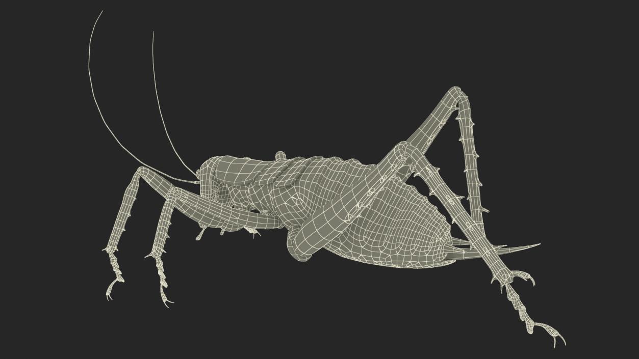 Giant Weta Rigged 3D