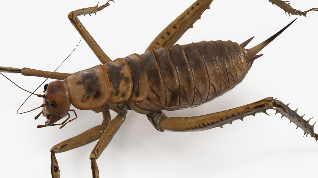 Giant Weta Rigged 3D