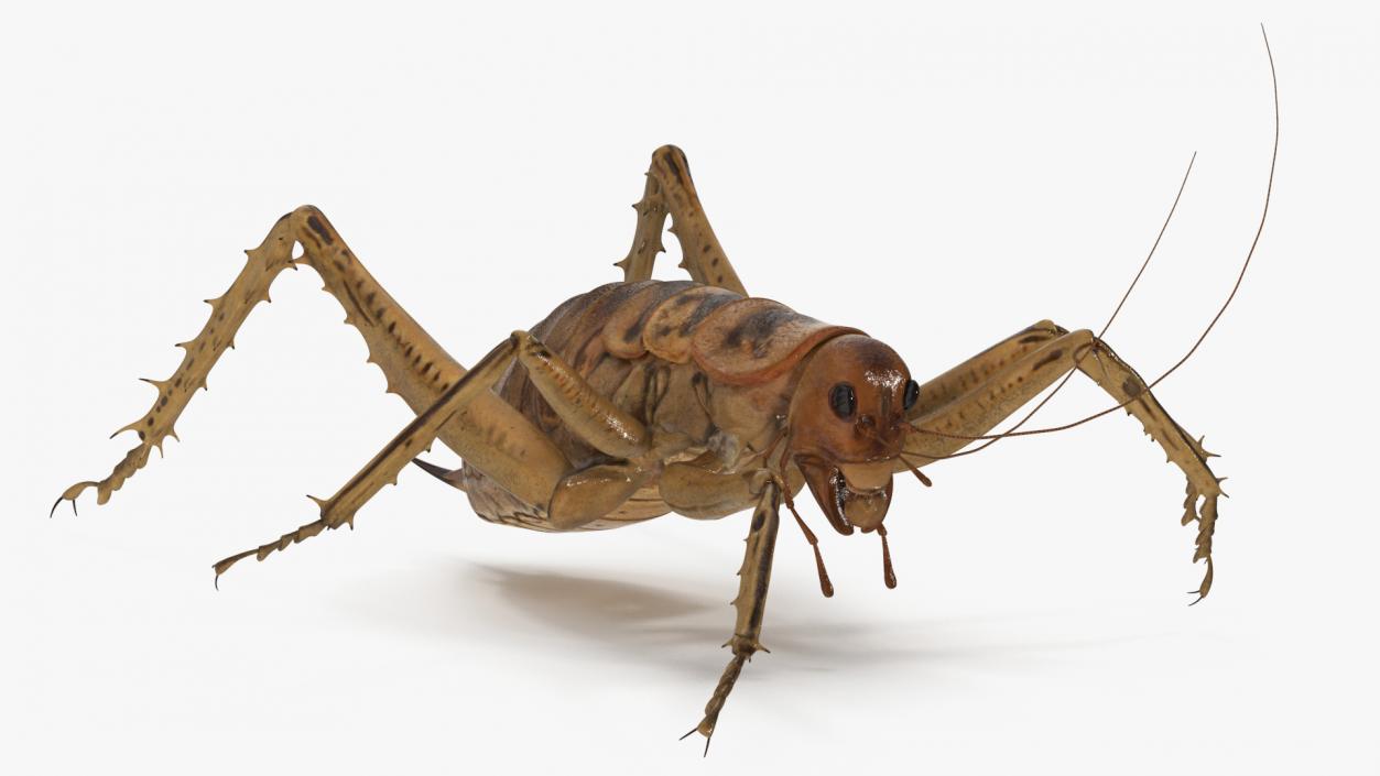 Giant Weta Rigged 3D