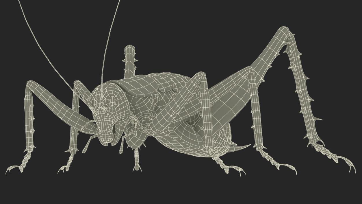 Giant Weta Rigged 3D