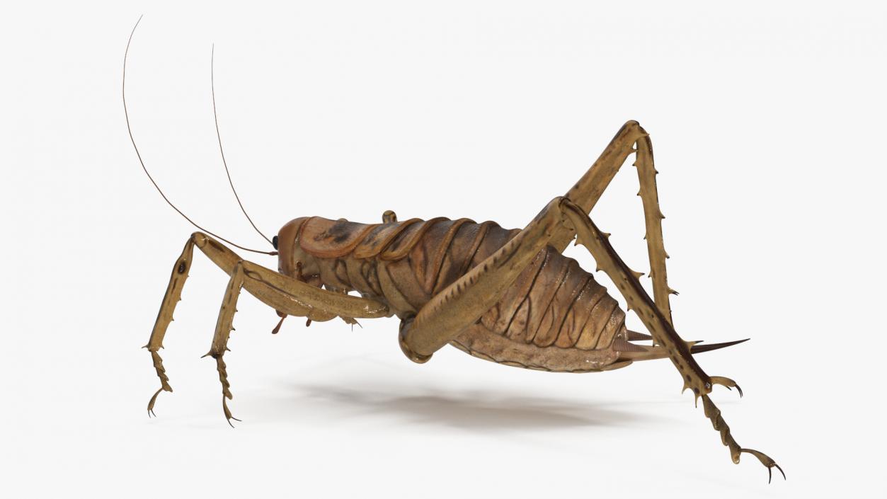 Giant Weta Rigged 3D