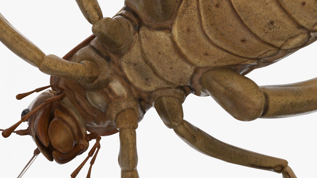 Giant Weta Rigged 3D