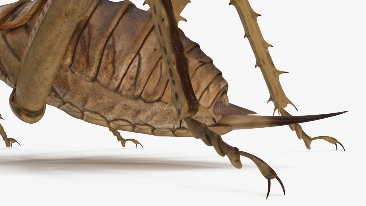 Giant Weta Rigged 3D