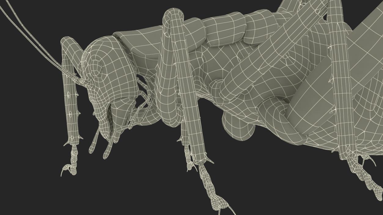 Giant Weta Rigged 3D