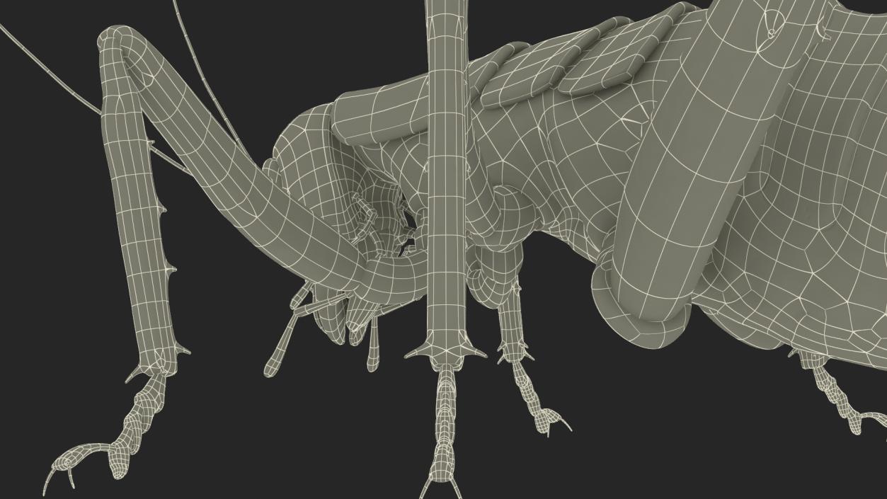 Giant Weta Rigged 3D