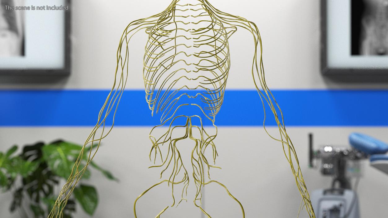 3D Female Nervous System