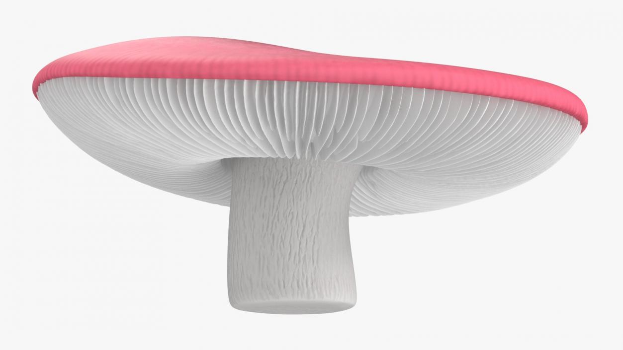 Russula 2 3D model