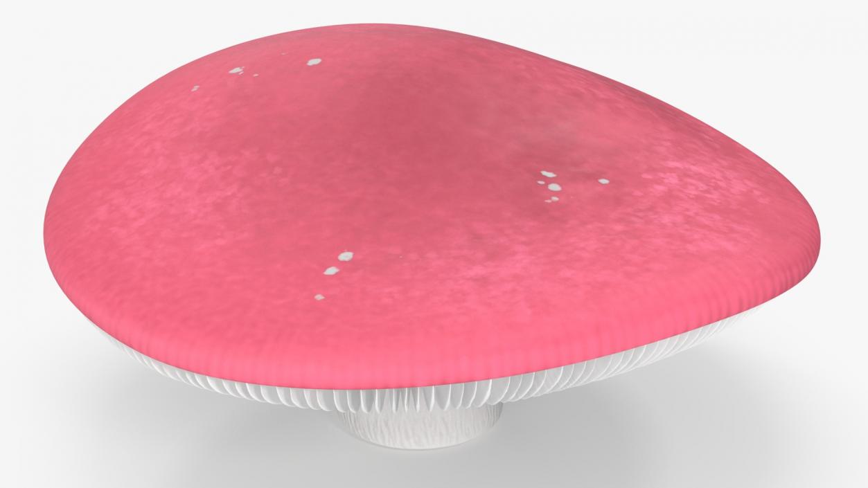 Russula 2 3D model