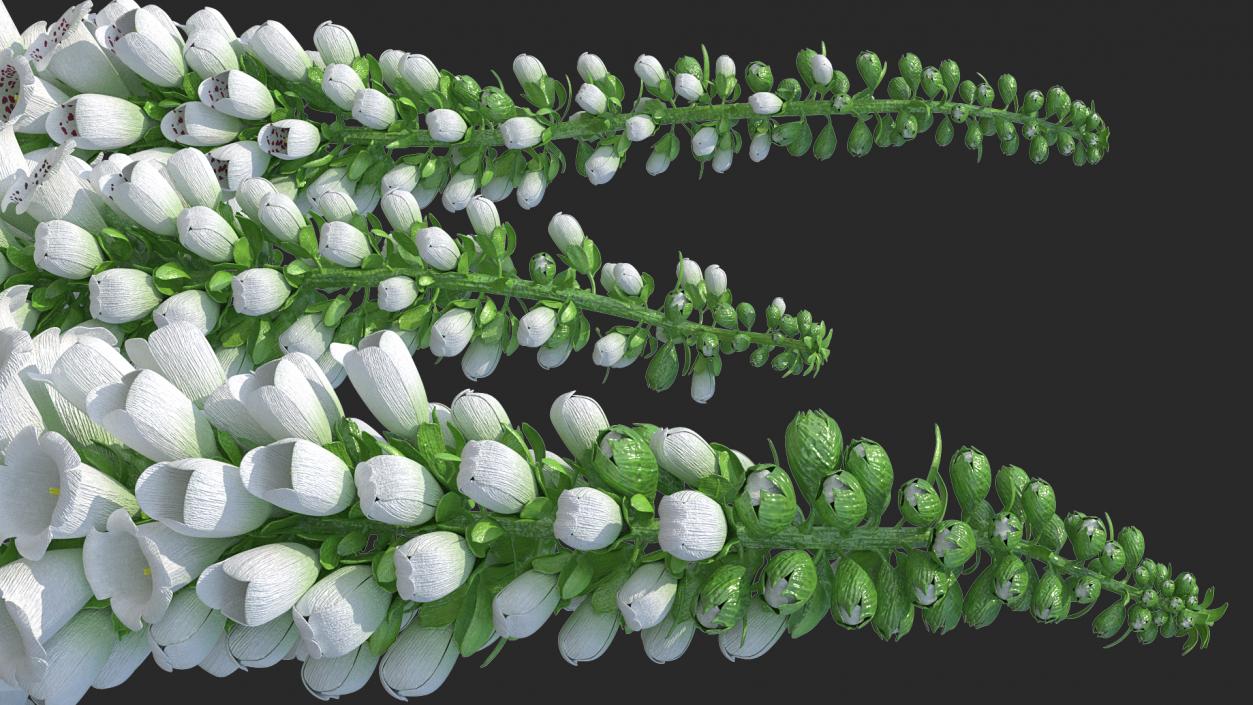 3D model White Foxglove Plants Set