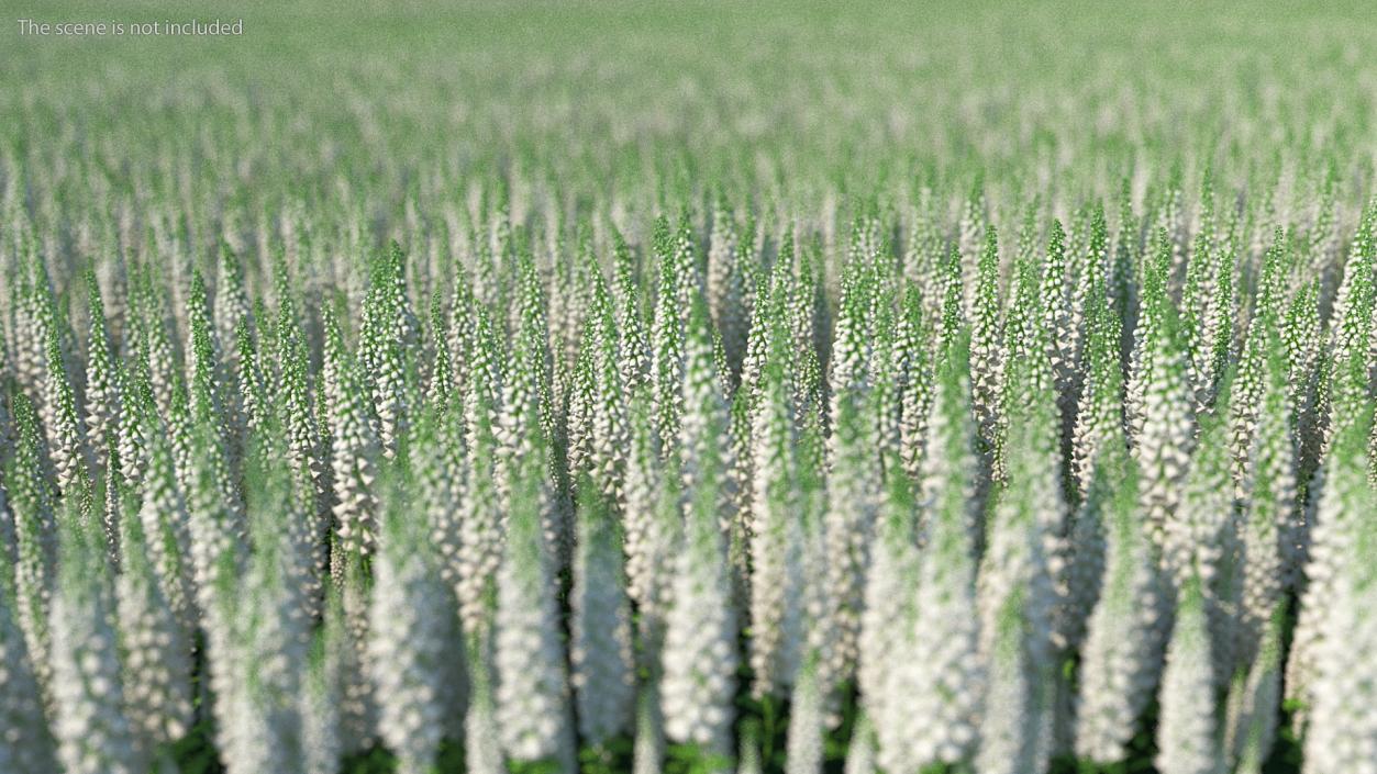 3D model White Foxglove Plants Set