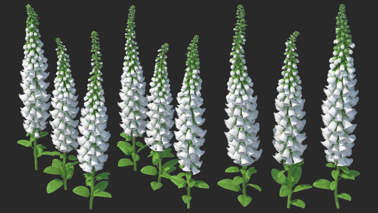 3D model White Foxglove Plants Set