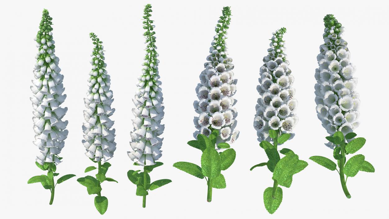 3D model White Foxglove Plants Set