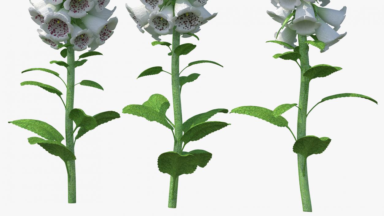 3D model White Foxglove Plants Set