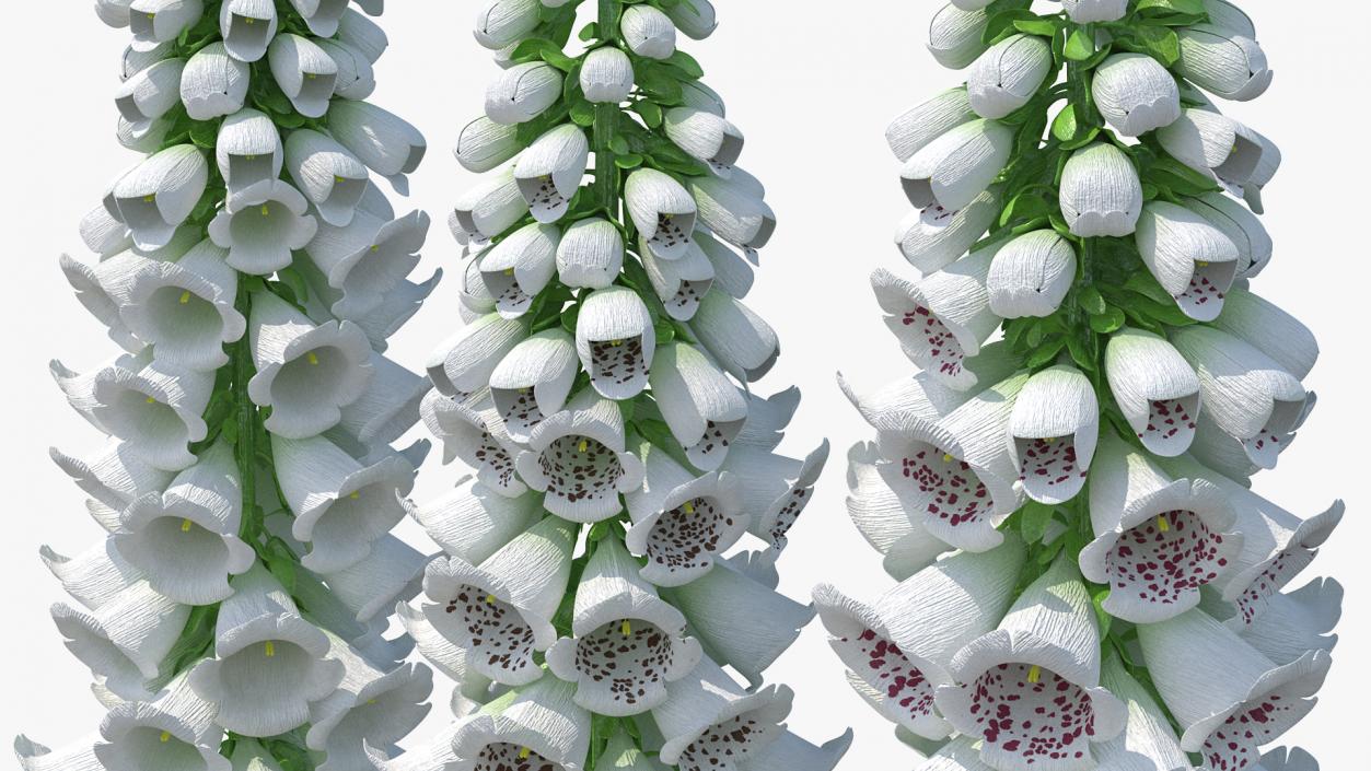 3D model White Foxglove Plants Set