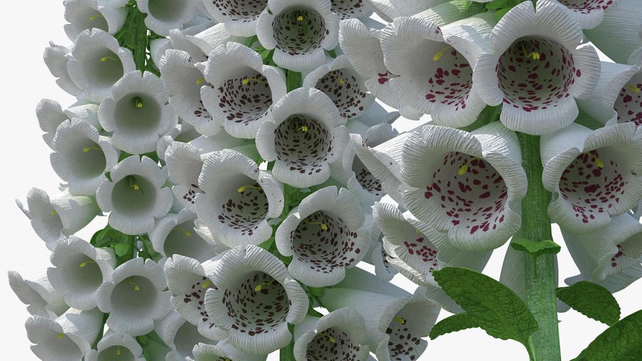 3D model White Foxglove Plants Set