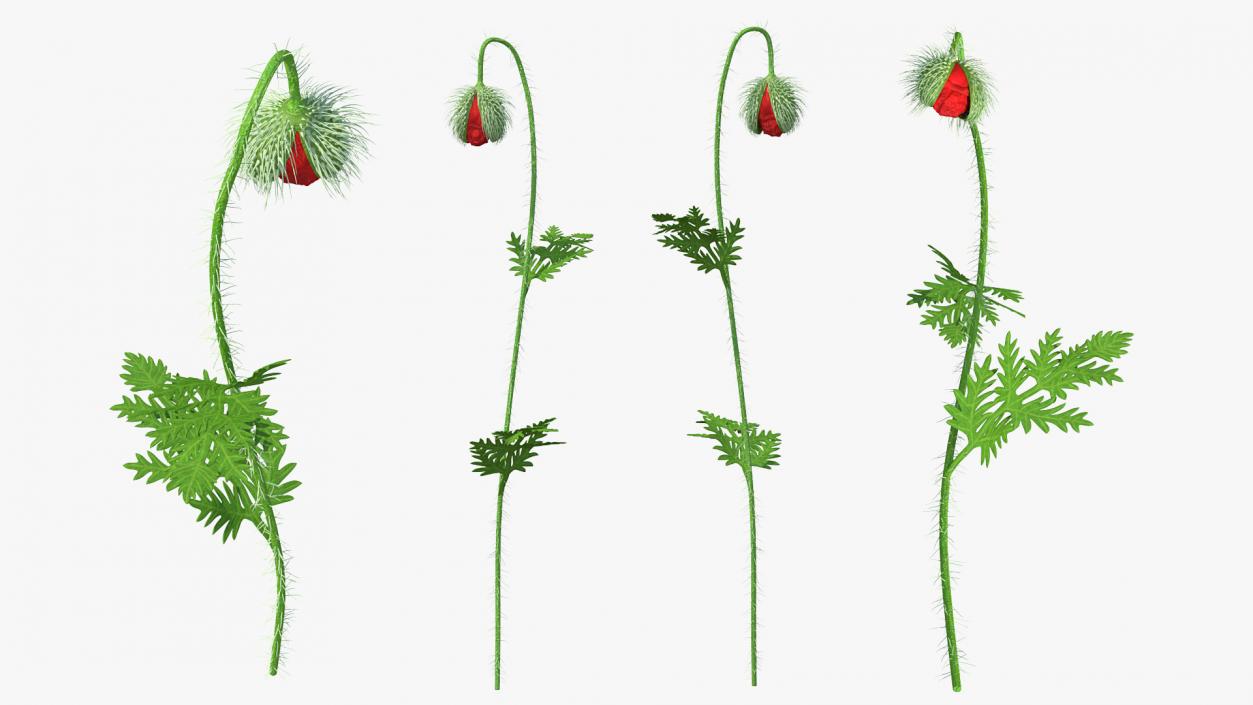 Poppy Flower Plant Bud 3D