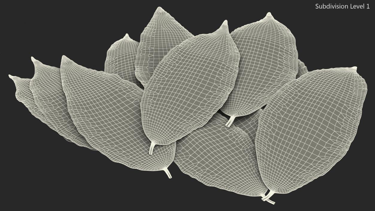 3D Laurel Leaves model