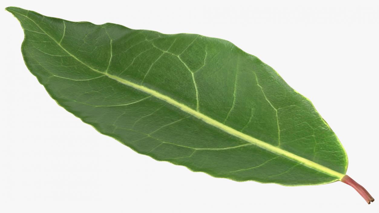 3D Laurel Leaves model