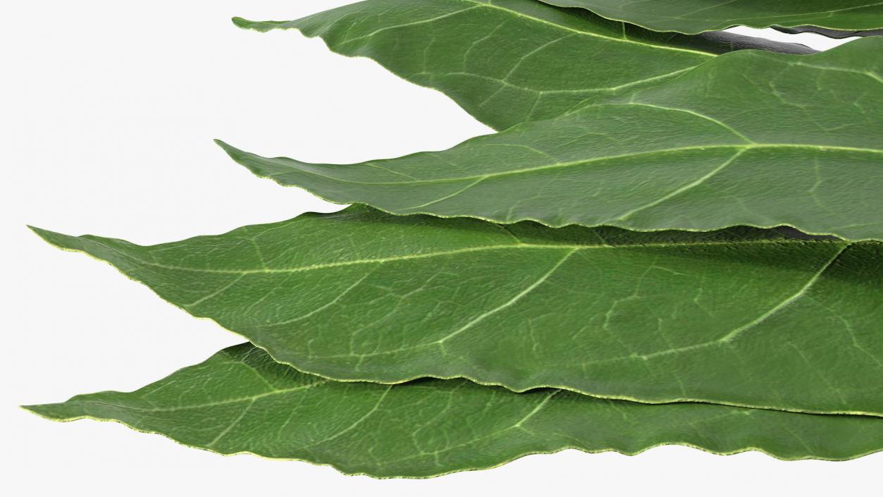 3D Laurel Leaves model