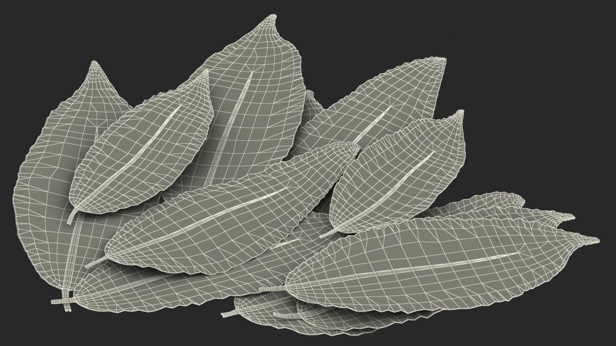 3D Laurel Leaves model