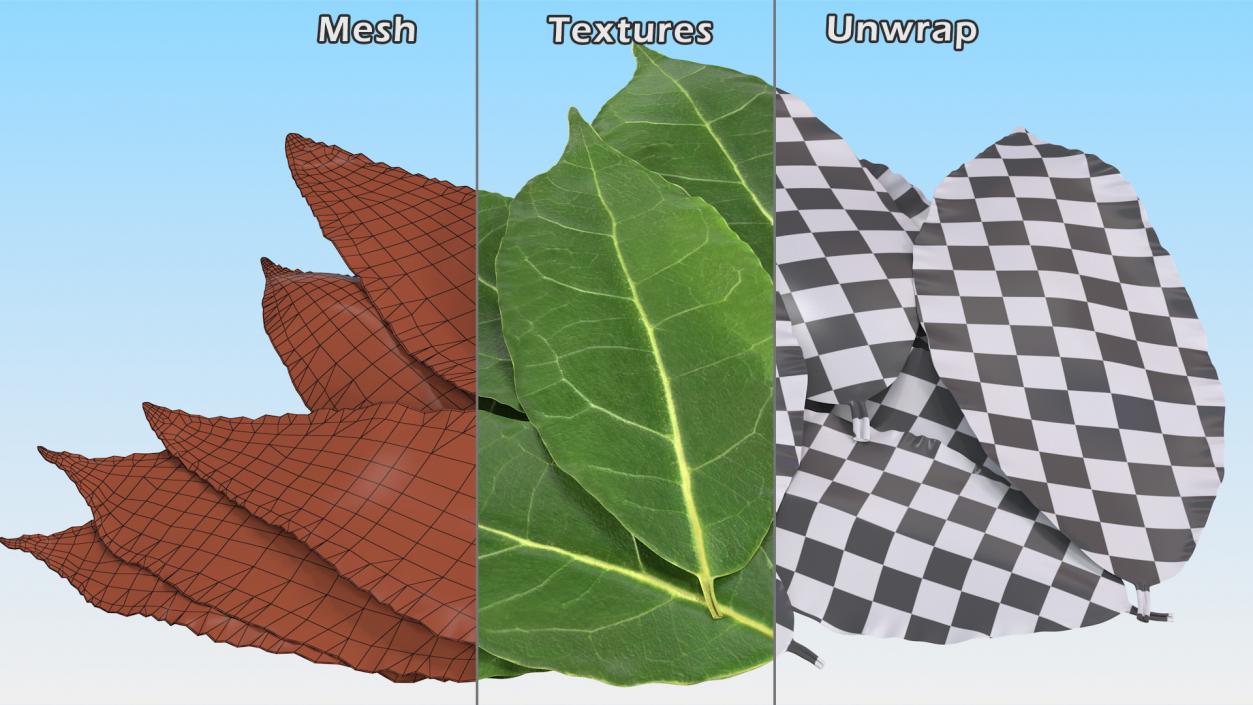 3D Laurel Leaves model