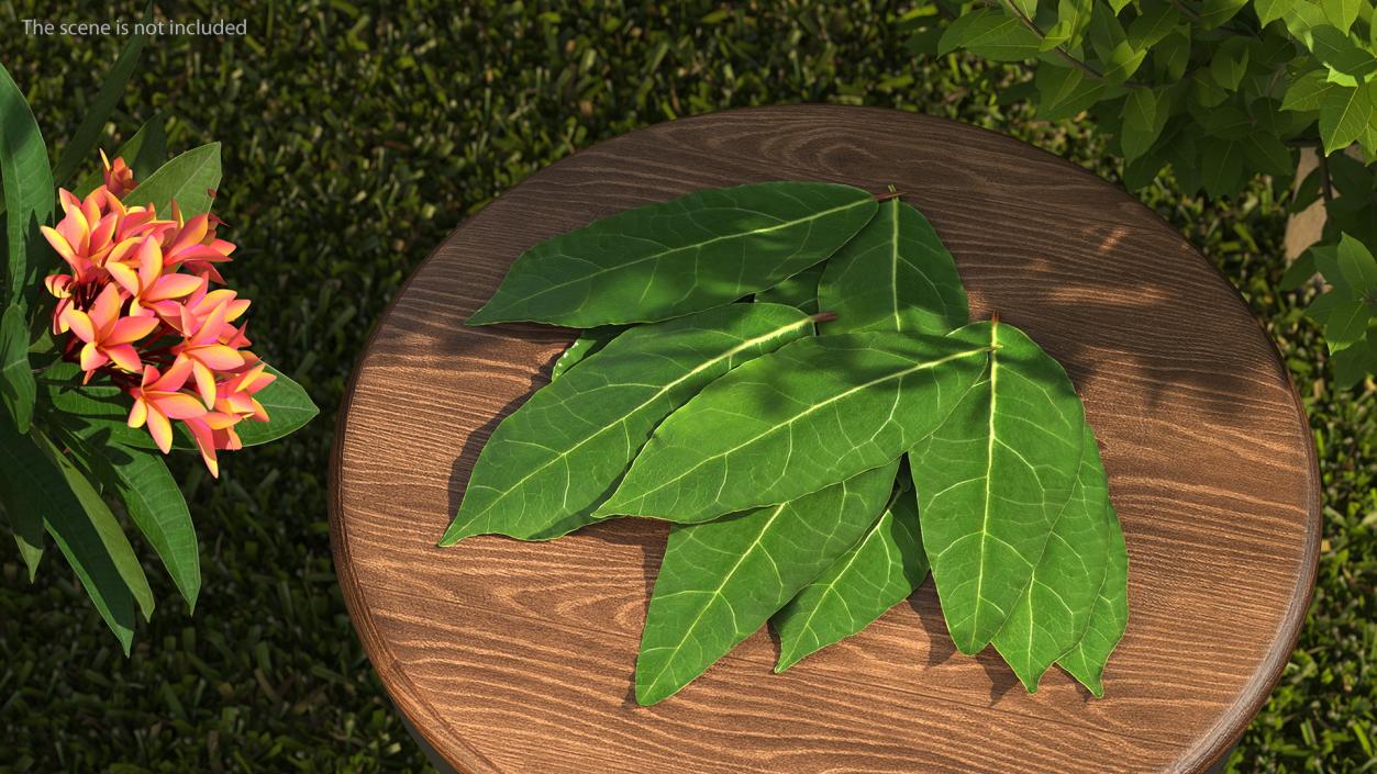 3D Laurel Leaves model