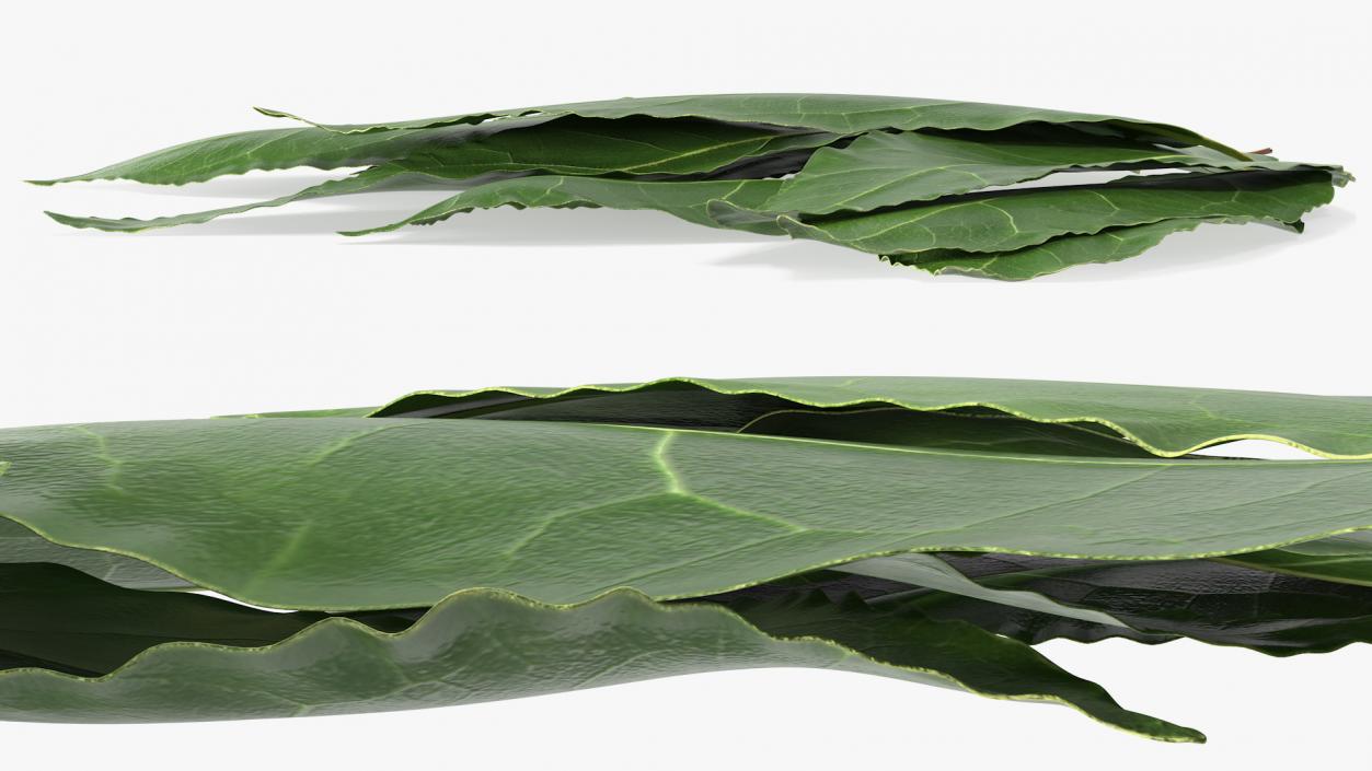 3D Laurel Leaves model