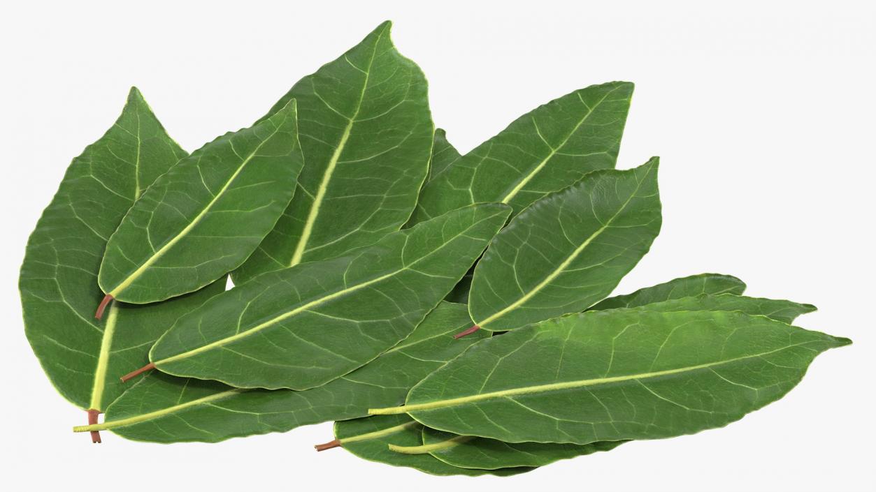 3D Laurel Leaves model