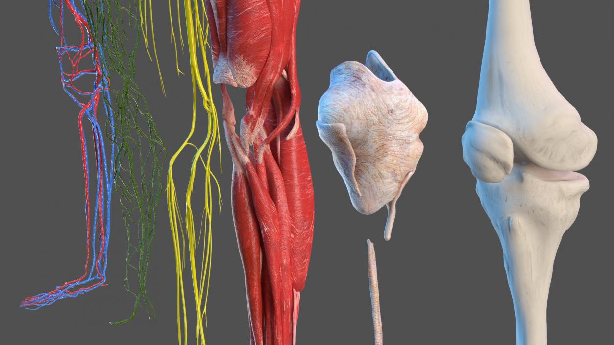 3D Girl Leg Anatomy